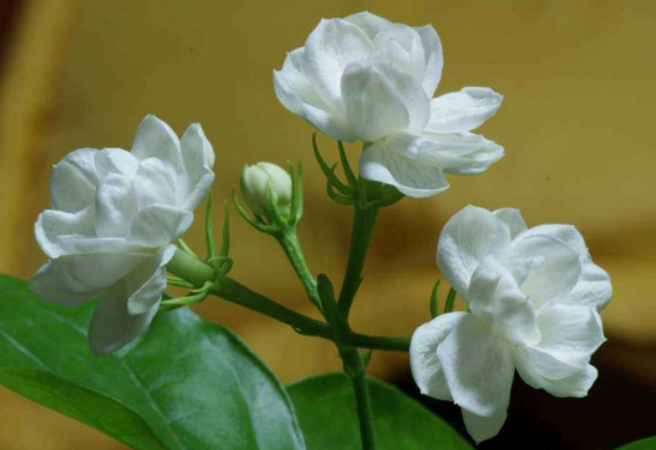 茉莉花花语是什么茉莉花代表什么