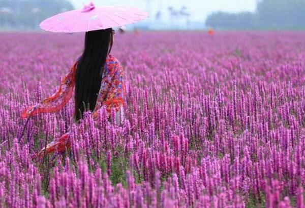 什么花的花语是孤独 花语是孤独又坚强的花