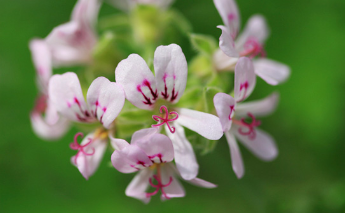适合放在婚房的室内植物