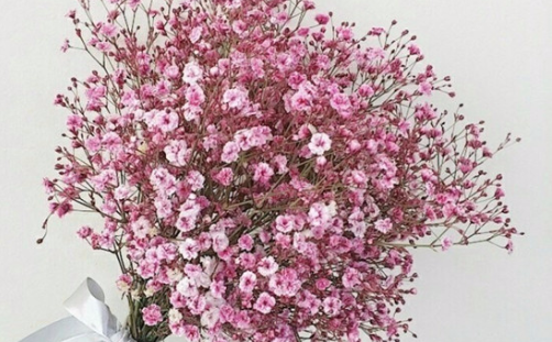 有哪些适合放在婚房里面的花