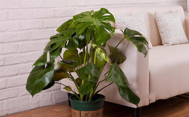 婚房净化空气的室内植物 适合放在婚房里面的花