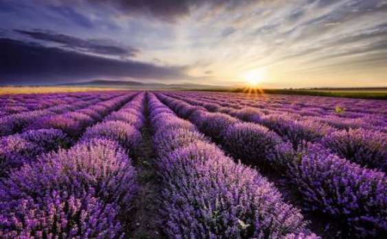 现代订婚仪式简单流程 现代简洁订婚程序