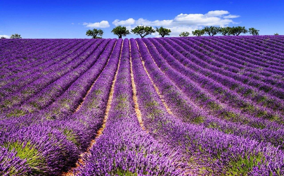 海外较理想的婚礼场地【婚庆公司蜜匠婚礼】