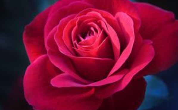 19种玫瑰寓意 玫瑰花束花语