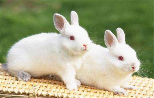 属兔适合结婚的对象 属兔的多大结婚好