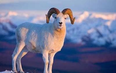 属羊适合结婚的对象 属羊的多大结婚好