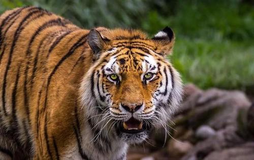 属虎男分手后的表现 属虎男的软肋