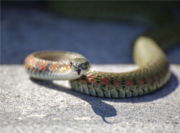 敢丢生命弃爱情的生肖 十二生肖中的情人生肖