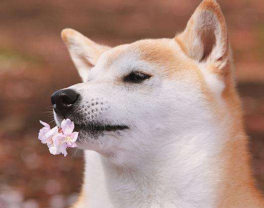 属狗的找什么样的对象 属狗男对你有好感的样子