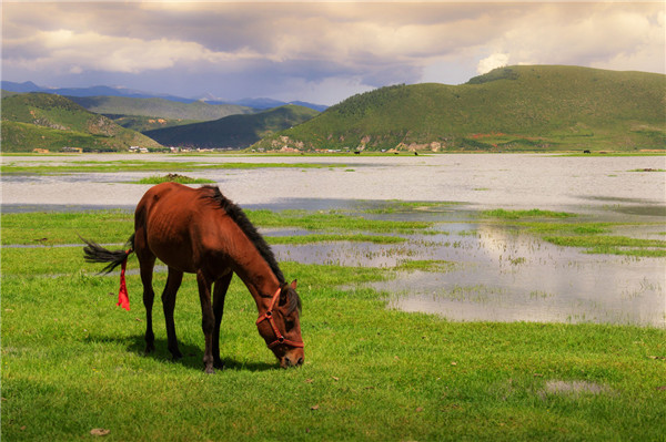 属马的找什么样的对象 属马男对你有好感的样子