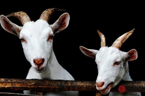 属羊男分手后的表现 属羊男的软肋