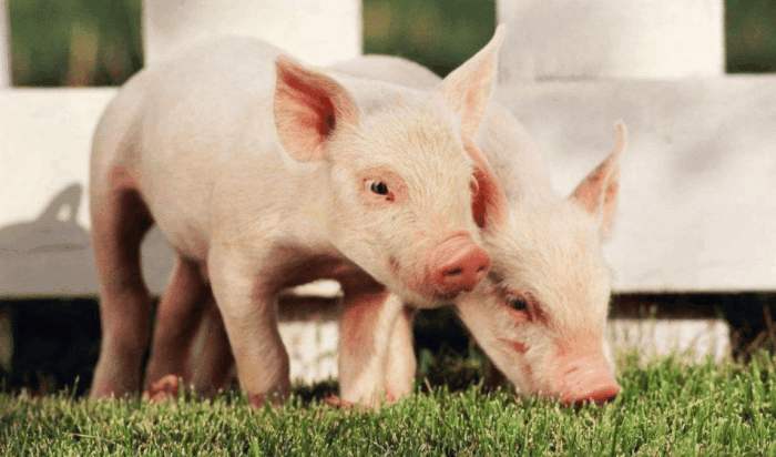 属猪男分手后的表现 属猪男的软肋