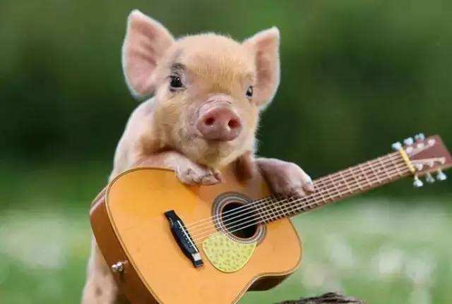 十二生肖配对 十二生肖婚姻配对大全