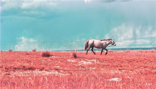 90年属马的属相婚配表 90属马女的属相婚配表