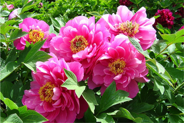 结婚纪念日送什么鲜花给老婆呢