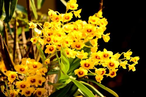 父亲节送什么花给父亲 适合父亲节送给父亲的花