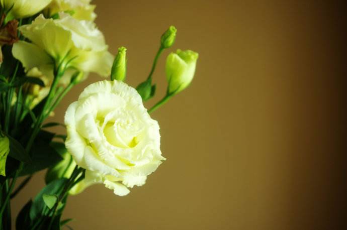 桔梗花的花语是什么 可以做结婚手捧花吗