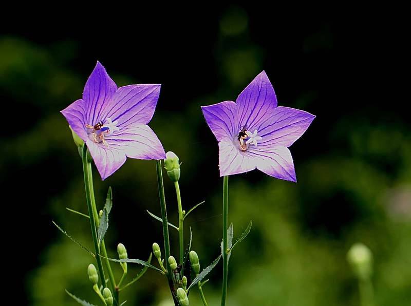 婚庆公司的收费标准 一般婚庆公司要多少钱