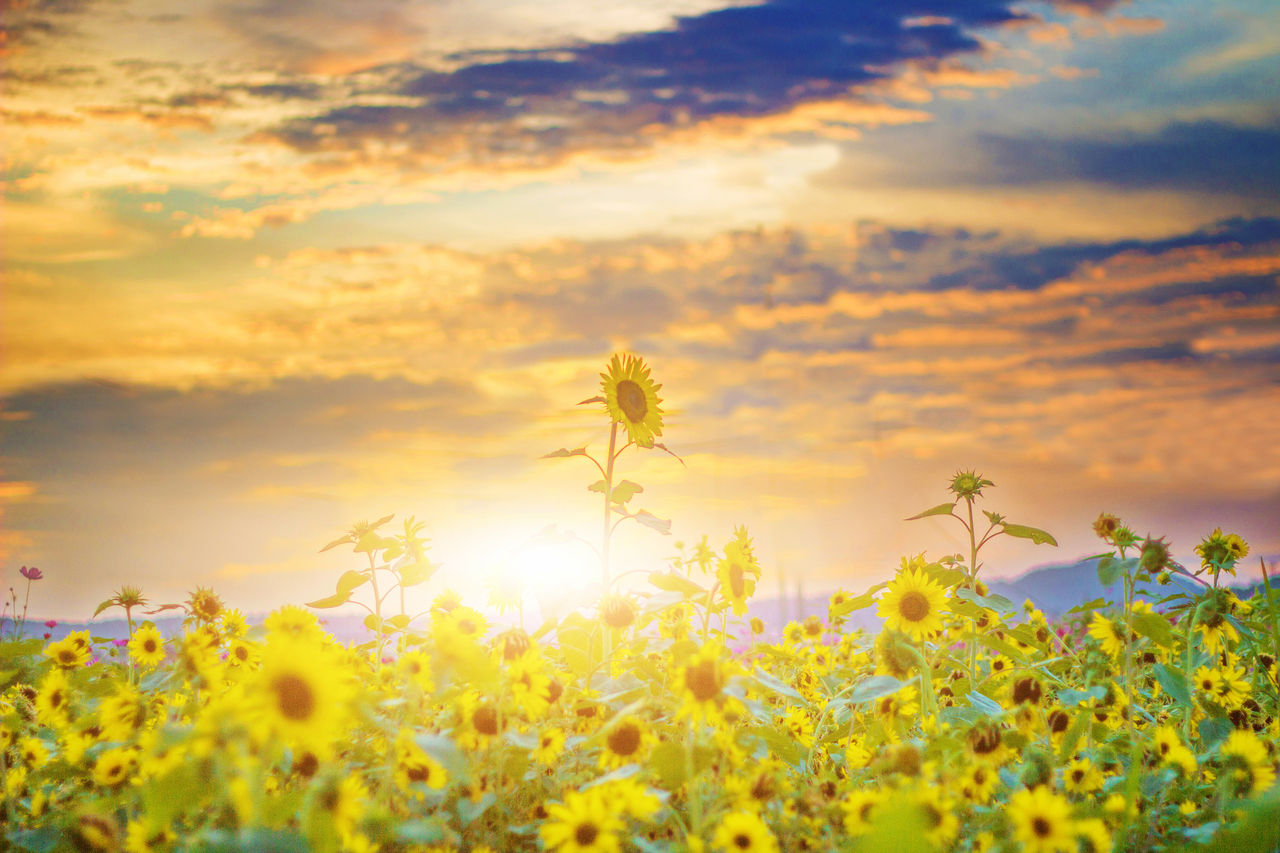 相亲男的成功聊天记录