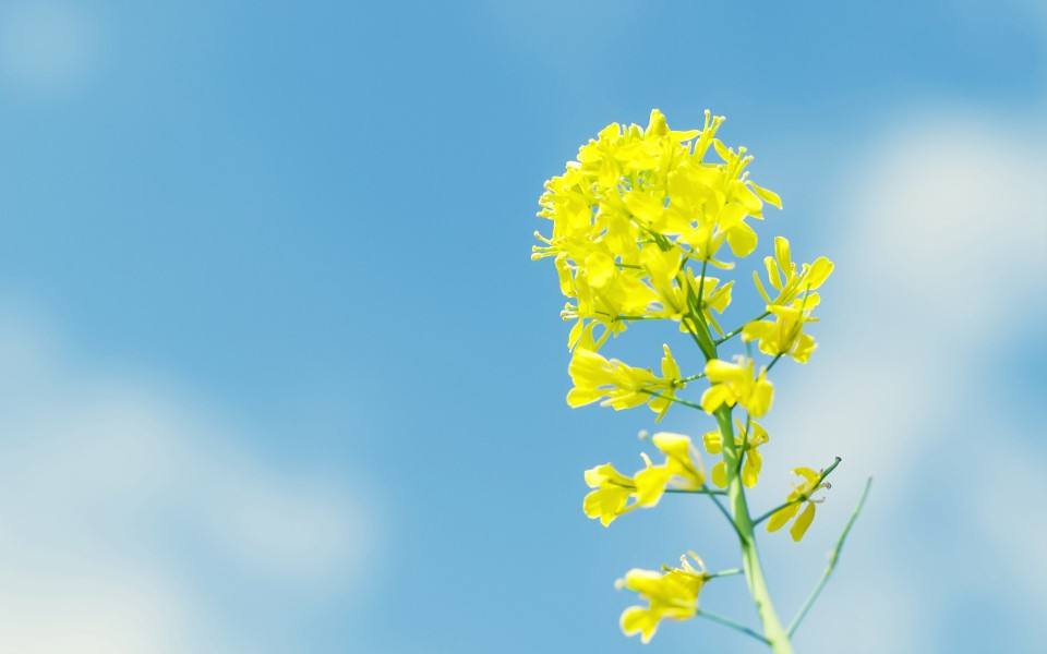 背景纯音乐有哪些