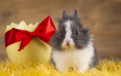 属相男鼠和女蛇的婚配表 男属鼠女属蛇婚配好吗