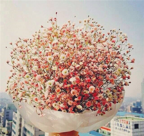 老公生日什么花较合适