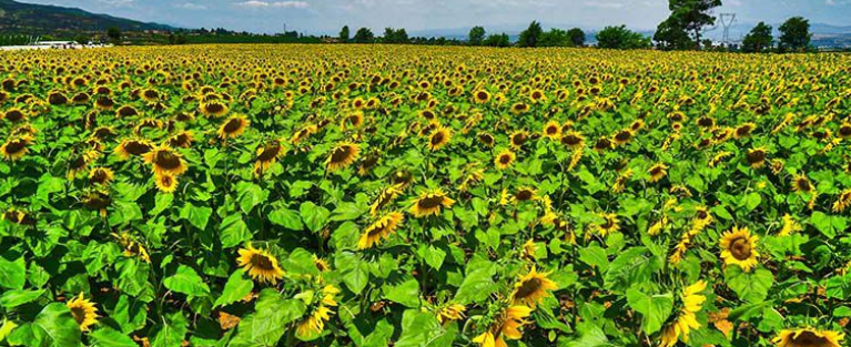 抖音上向日葵花语