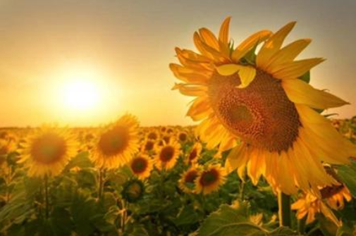 抖音上向日葵花语 向日葵正能量的句子