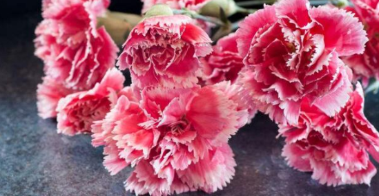 康乃馨花语是什么