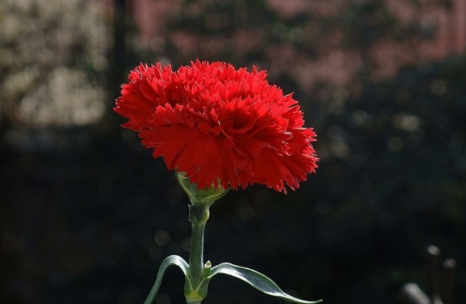 康乃馨花语是什么 康乃馨花语代表什么意思