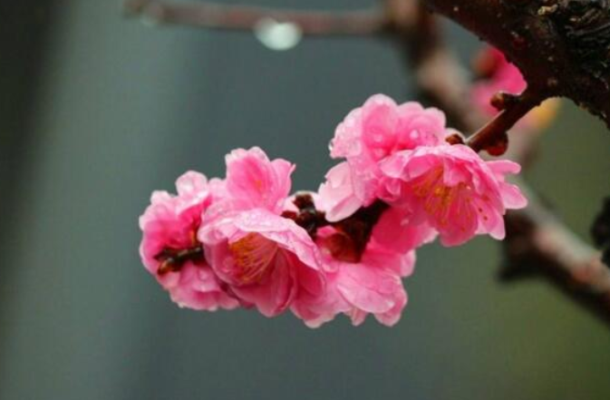 梅花花语是什么 