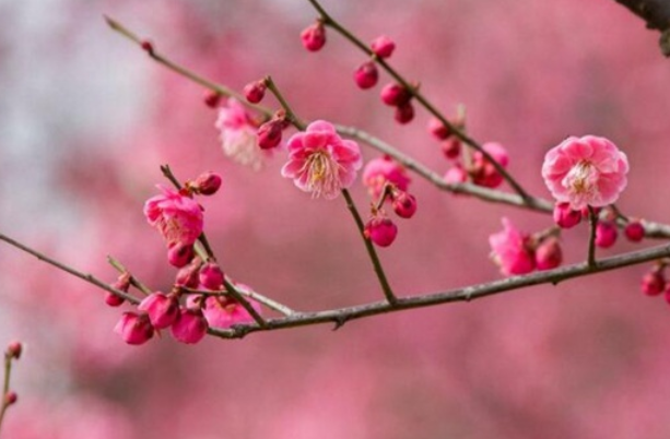 梅花花语是什么 梅花代表什么感情