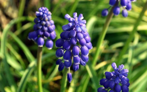 春天开的花有哪些 