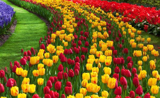 春天开的常见的花