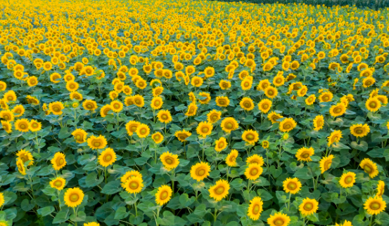 疫情当前正能量句子 疫情感悟人生句子