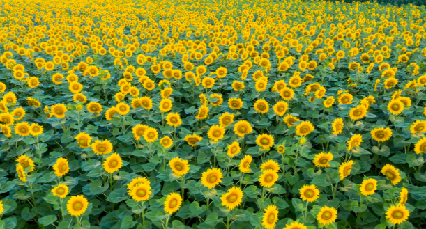  2020疫情正能量说说