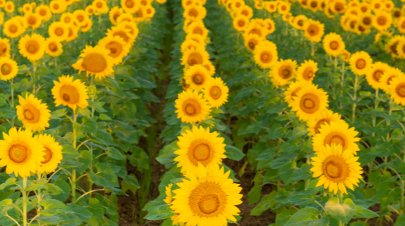  拿到驾驶证的幽默说说