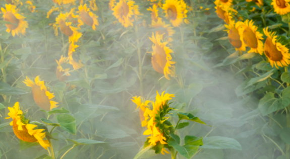 84消毒液能杀死冠状病毒吗