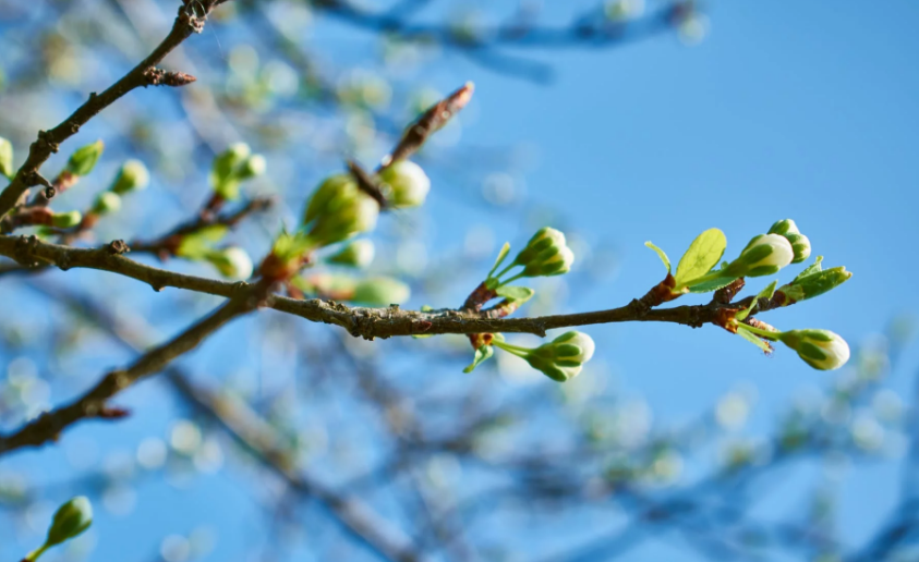 描写春天的优美短句 形容春天优美的句子小学