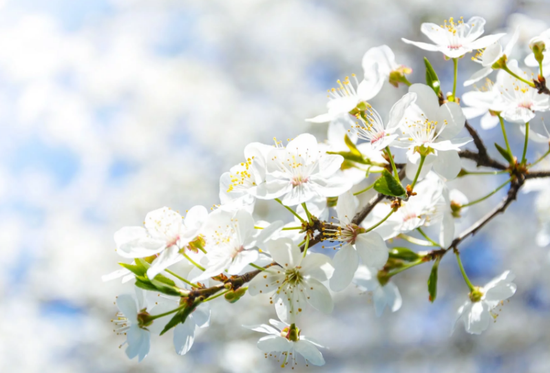 描写春天的优美短句 