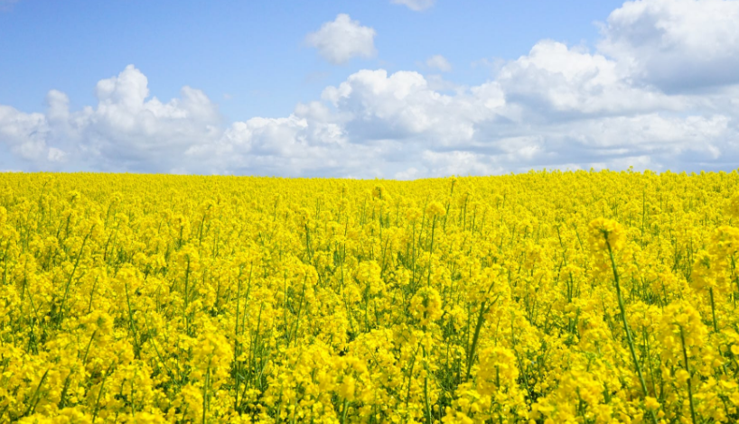 形容春天优美的句子小学