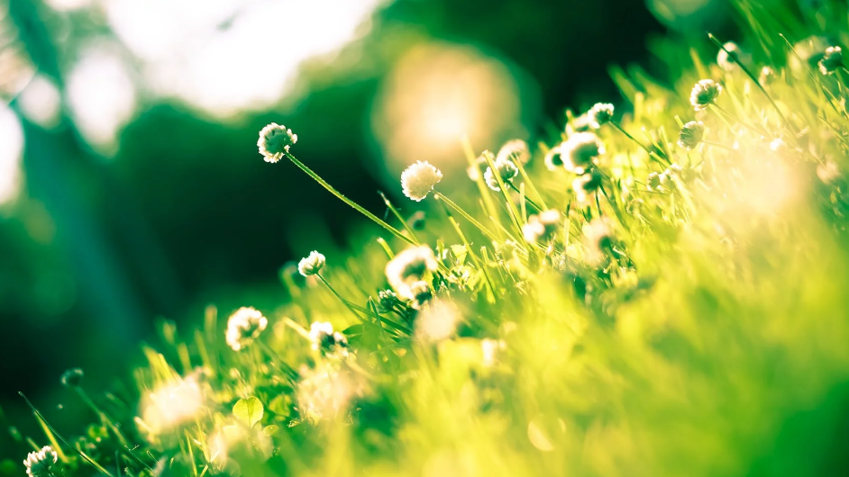 描写春天的好句集锦 