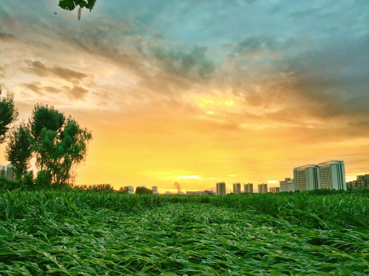 结婚五年纪念日句子简短