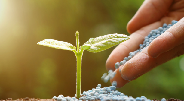 三个人植树的看图写话 三个人植树的看图写话250字