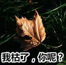 2020抖音网红歌曲