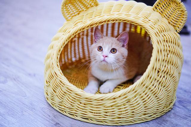 2020年抖音较火的歌曲排名