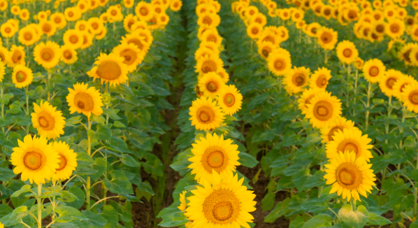 你是人间四月天经典语录