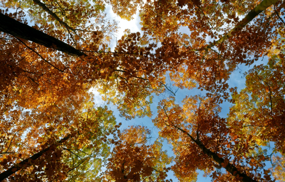 宝藏女孩专属句子