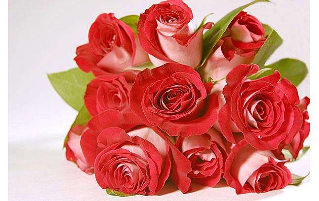 玫瑰花的花语是什么 玫瑰花的寓意和花语