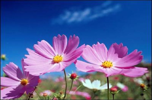 秋英花与格桑花的区别 格桑花手捧花有什么寓意